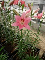 [4031 Carona No01.JPG]